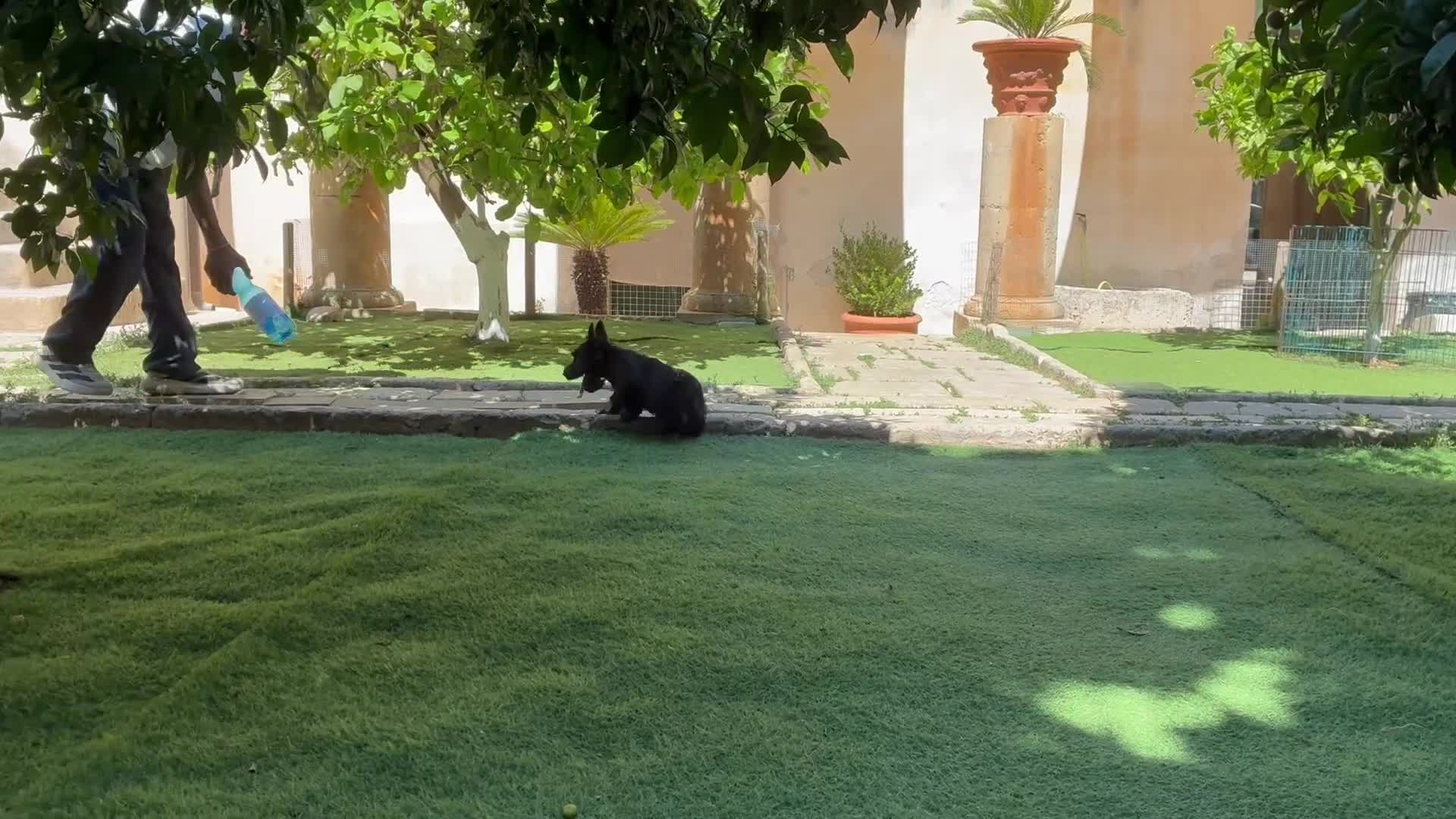 Scottish Terrier cani in vendita: Scottish terrier - Video 1