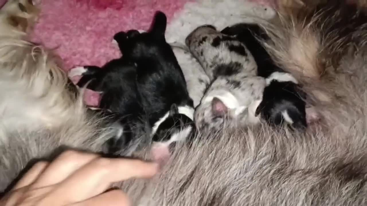 Border Collie cani in vendita: Border Collie - Croce del Nord - Video 3