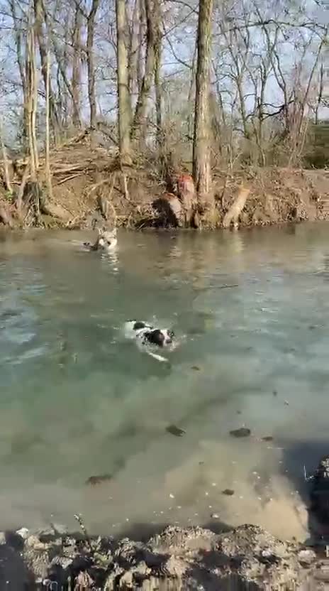 Meticcio cani in regalo:  2anni mix molossina il 27/6 torna al sud.TREVISO - Video 2