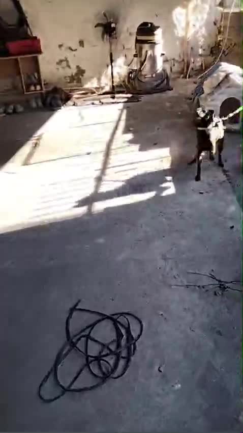 Meticcio cani in regalo: Billy: taglia contenuta, dolce e socievole  - Video 1
