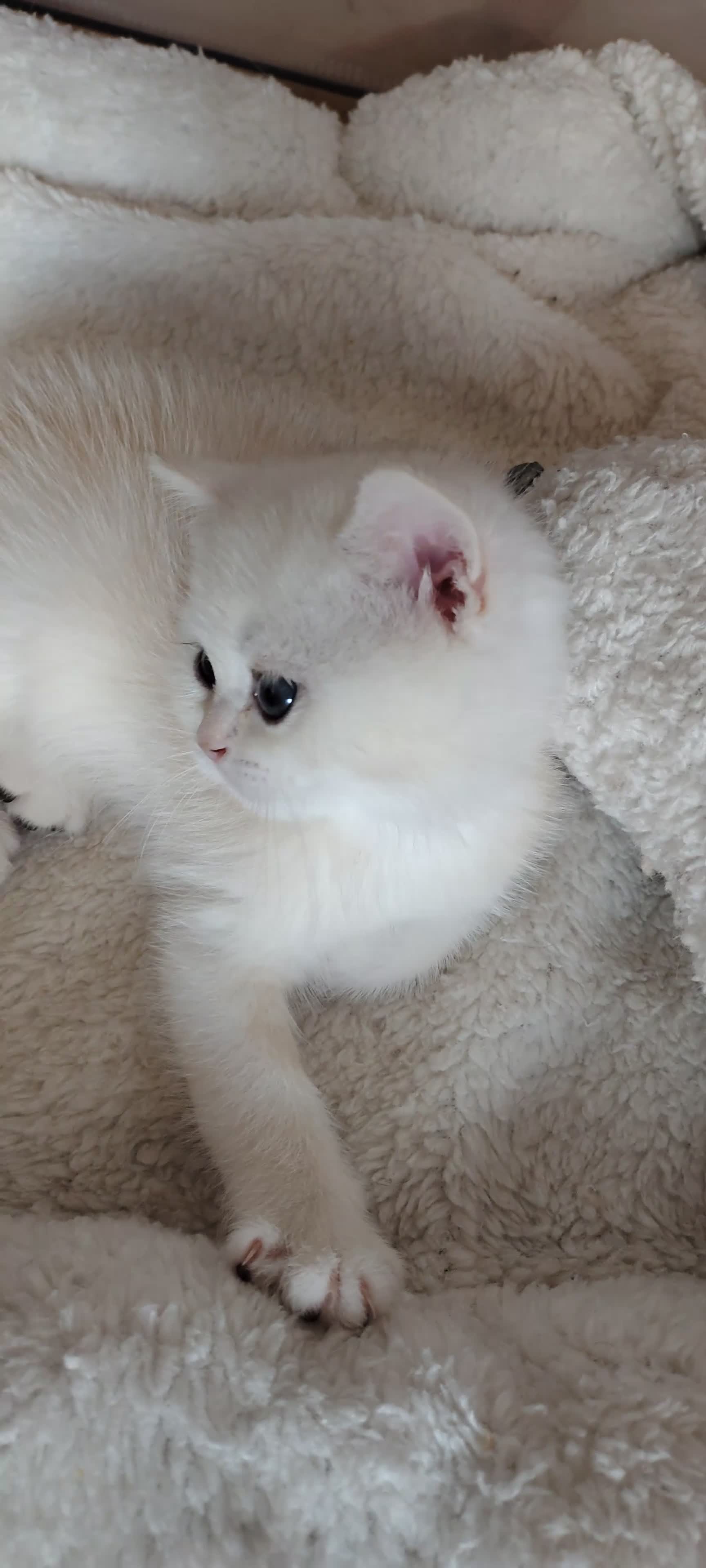 British gatti in vendita: Cuccioli Black Tortie Silver shaded - Video 1