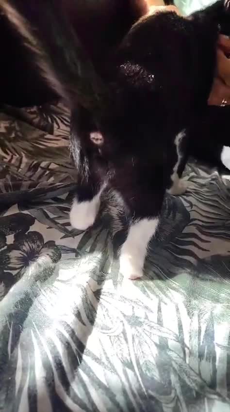 Meticcio gatti in regalo: 3mesi,occhi verdi,LE MANCA UNA ZAMPINA! MILANO - Video 1