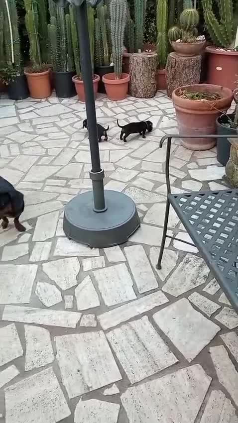 Bassotto cani in vendita:  cuccioli di bassotto in vendita  a Città metropolitana di Roma Capitale - Video 1