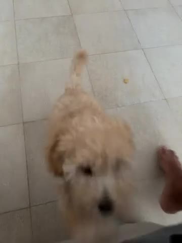Barboncino cani in vendita: barboncino femmina  - Video 1