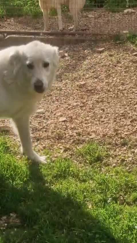 Meticcio cani in regalo: Bijoux e Tobia fratelli bravi e inseparabili - Video 4