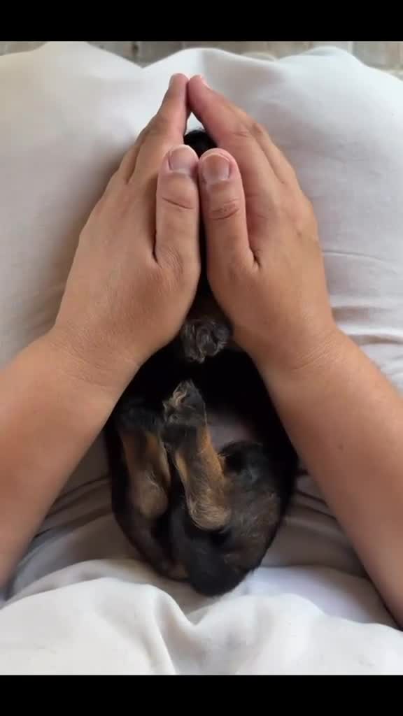 Bassotto cani in vendita: Cuccioli di bassotto a pelo duro - Video 2