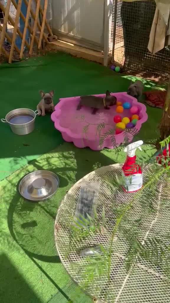 Bulldog Francese cani in vendita: Cuccioli di bulldog francese - Video 1