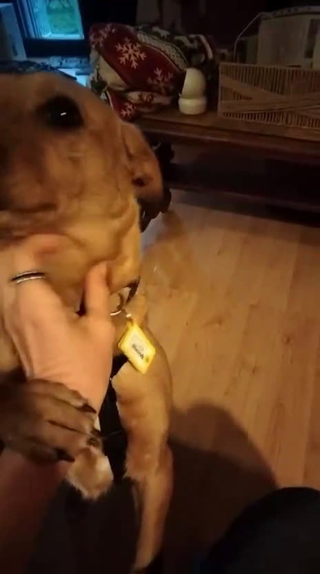 Meticcio cani in regalo: Tenera cagnolina in adozione! - Video 1