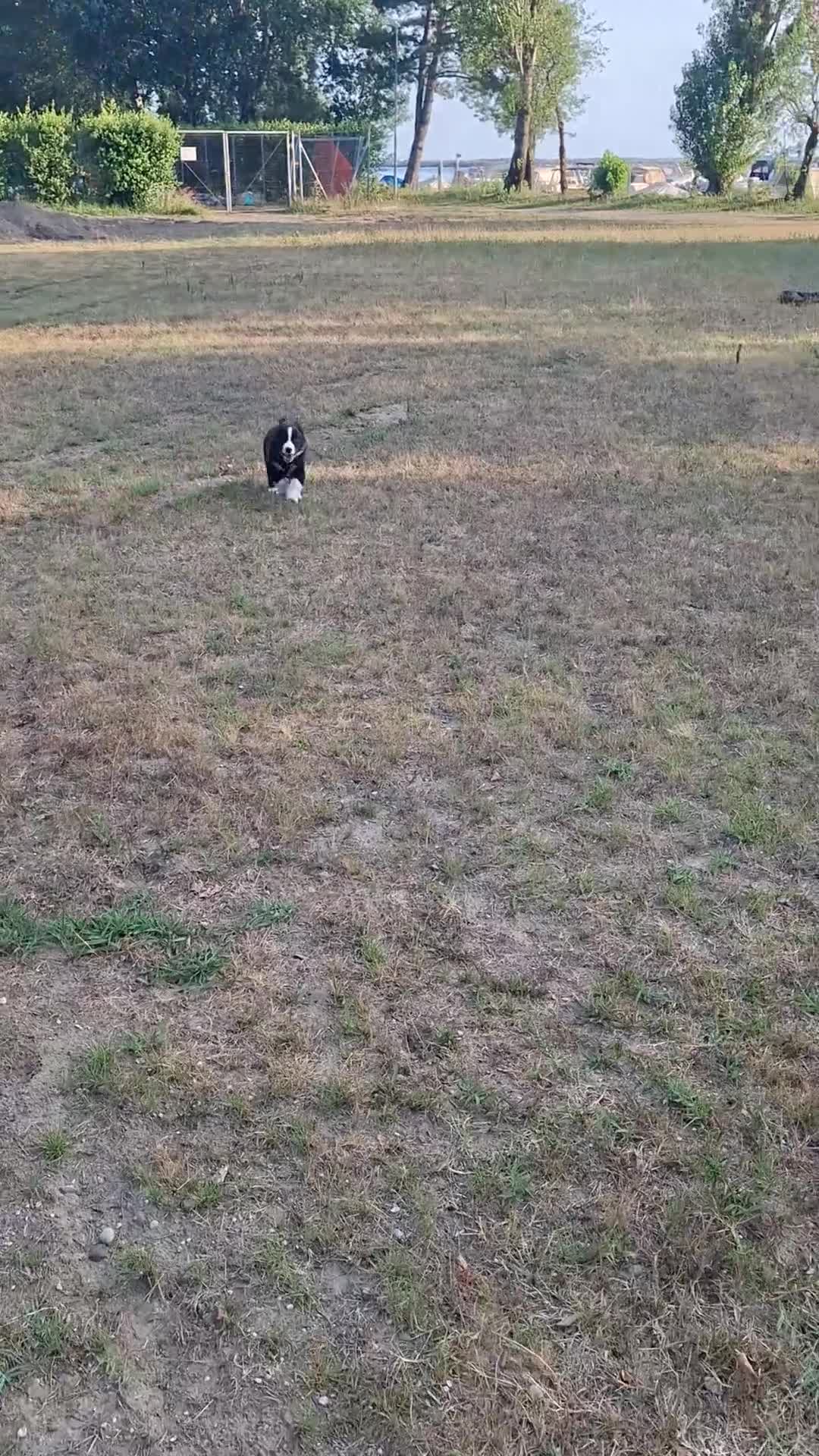 Border Collie cani in vendita: Cuccioli border collie - Video 2