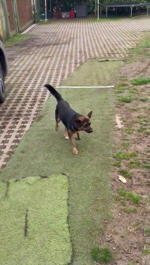 Meticcio cani in regalo: Lucio: taglia piccola, torna indietro. Urgente  - Video 1