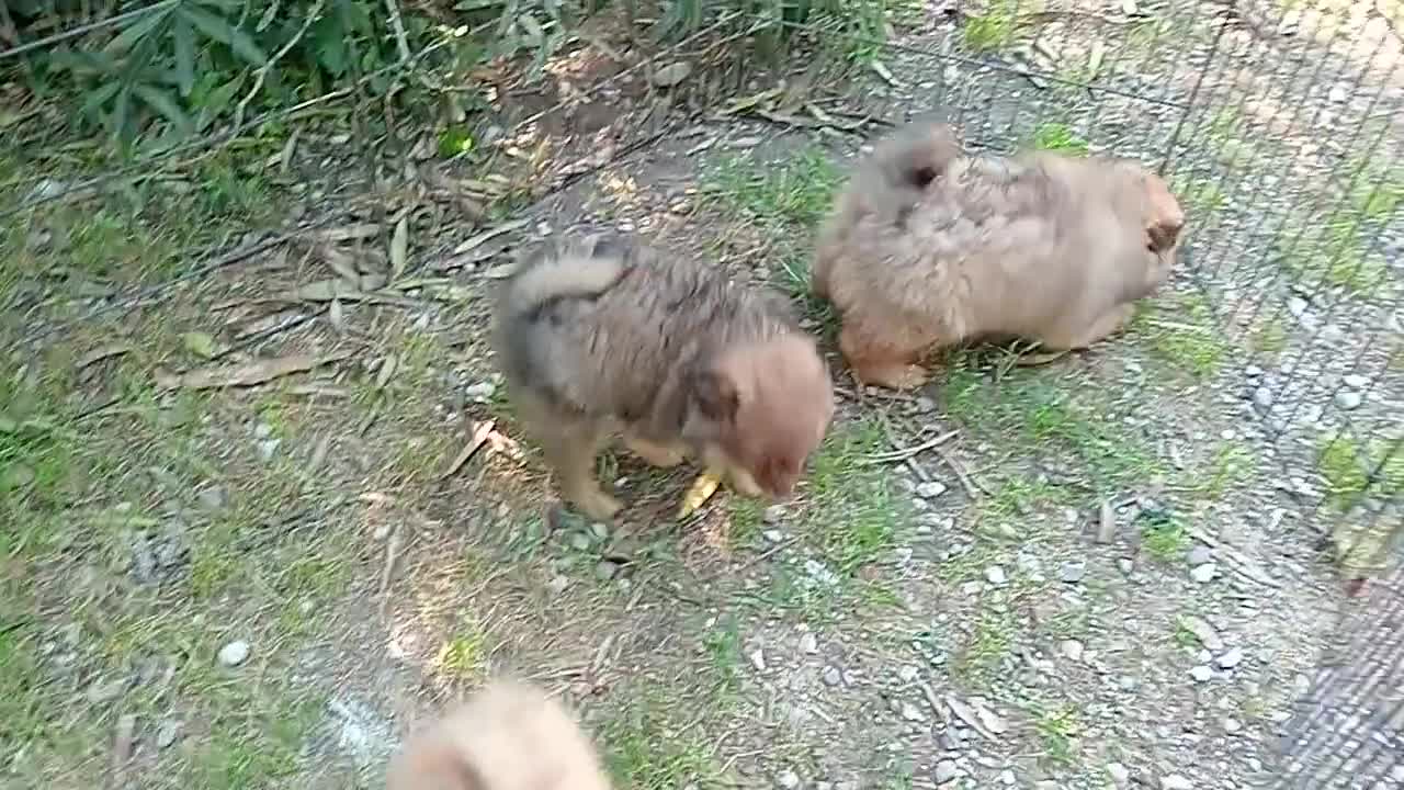 Spitz cani in vendita: Spitz piccolo  - Video 1