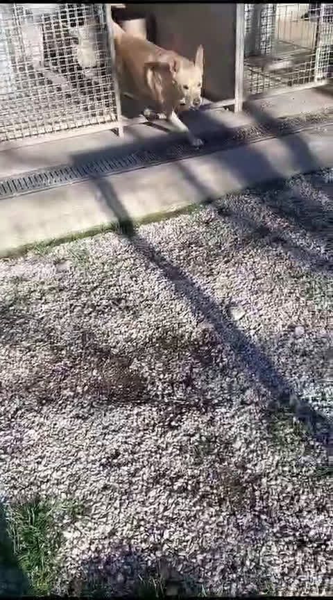 Meticcio cani in regalo: EDDY aveva una famiglia! - Video 1