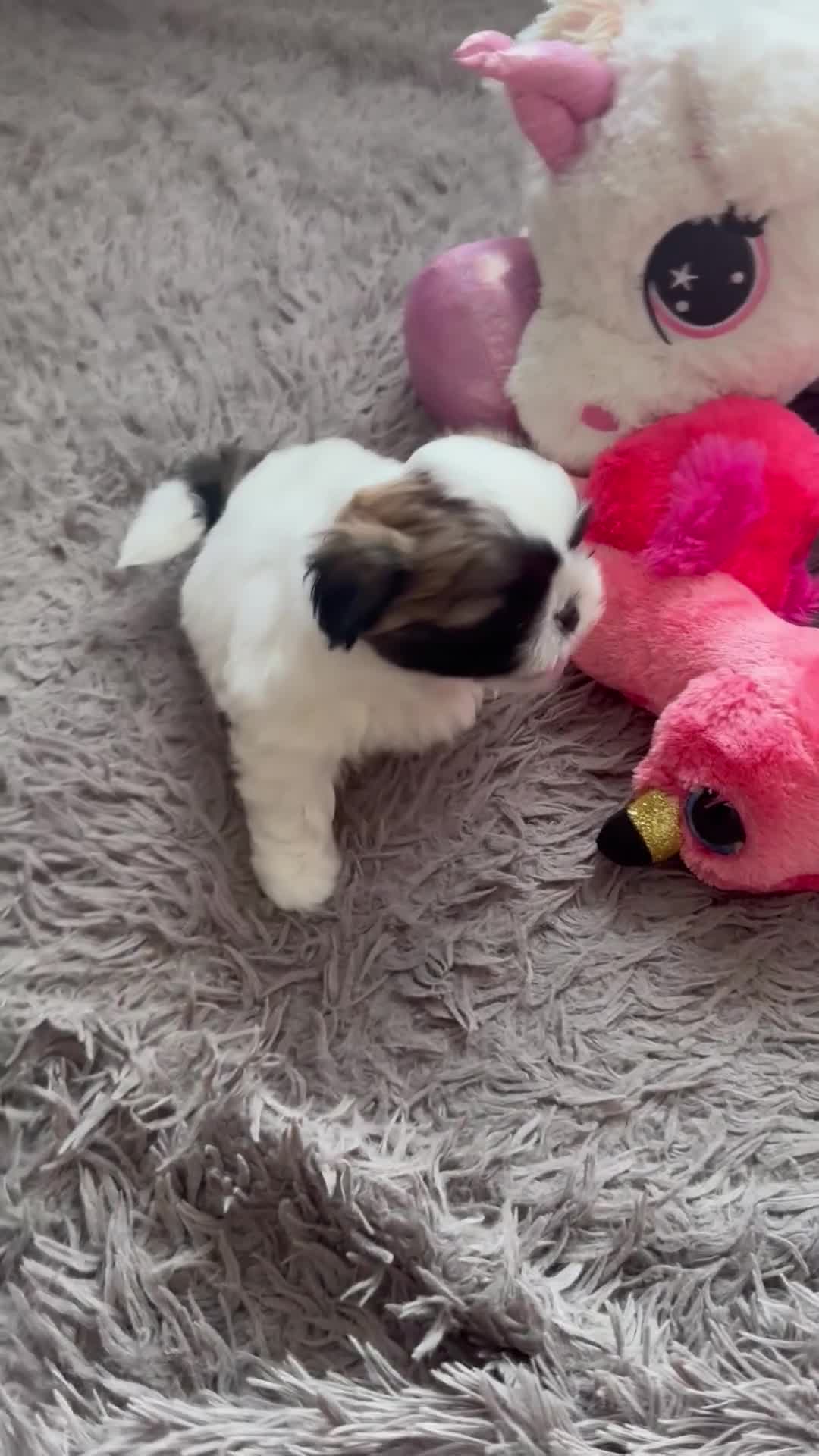 Shih Tzu cani in vendita: Schitzu il tuo batuffolo di gioia ti aspetta  - Video 5