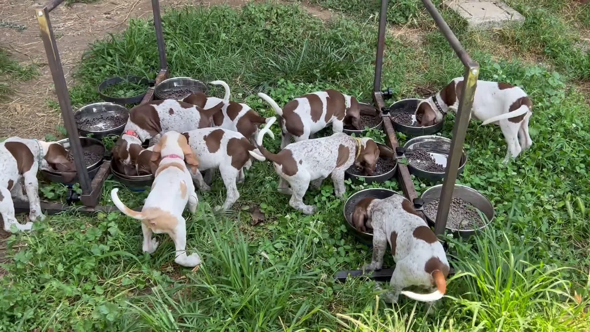 Bracco cani in vendita: cuccioli di bracco italiano a Provincia di Biella - Video 1
