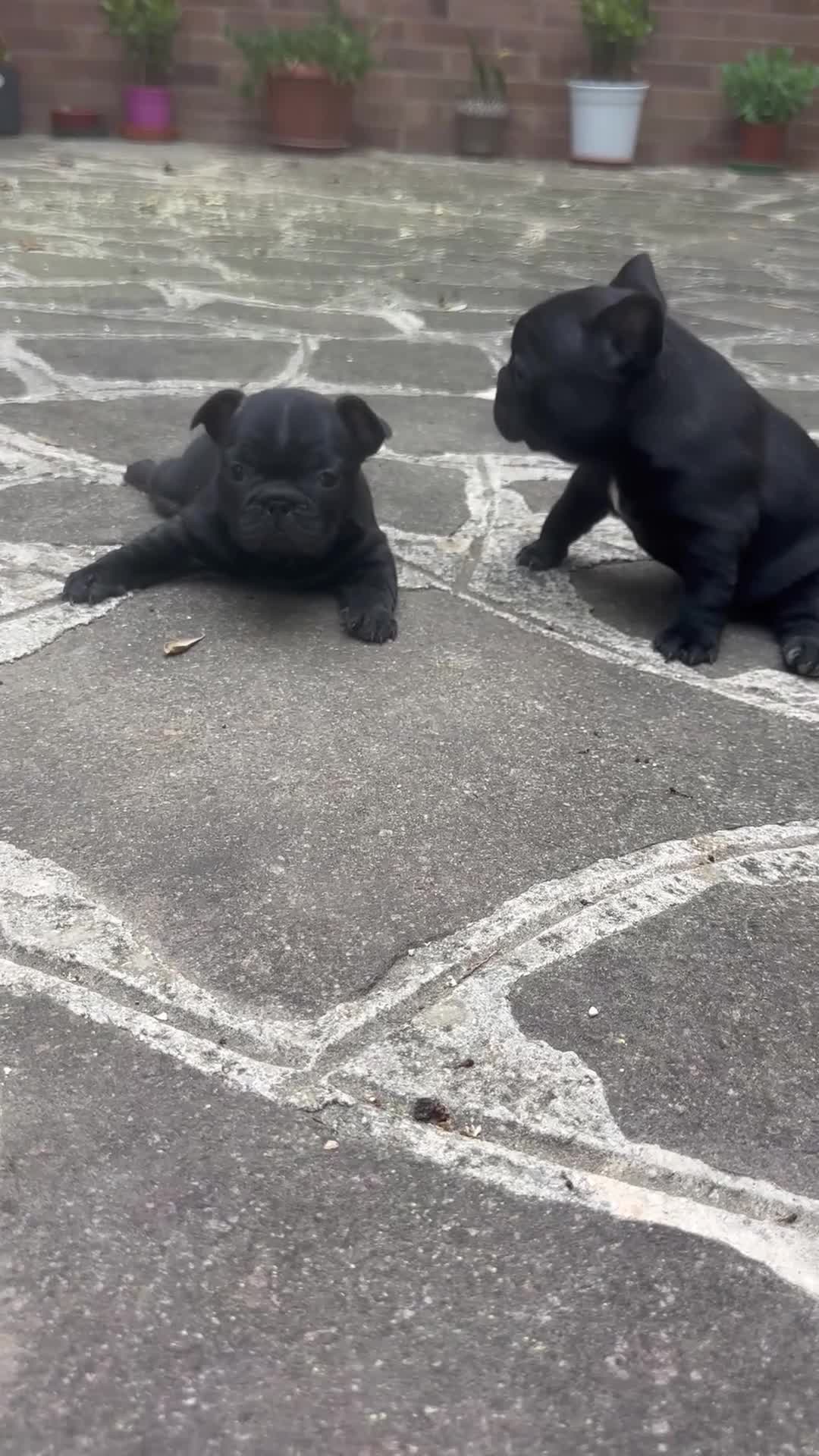 Bulldog Francese cani in vendita: bulldog francese  - Video 1