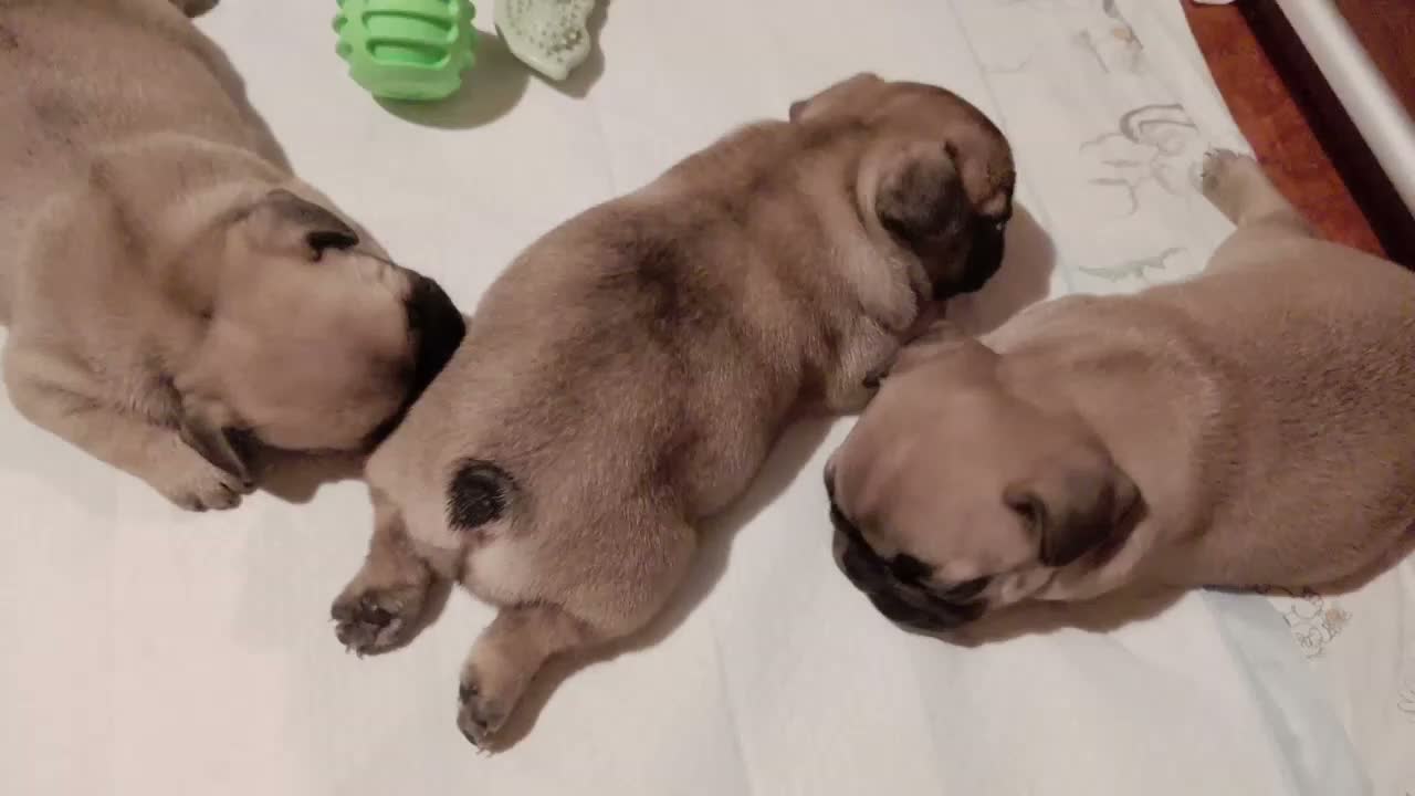 Bulldog Francese cani in vendita: Splendidi cuccioli di bouldogue francese  - Video 4