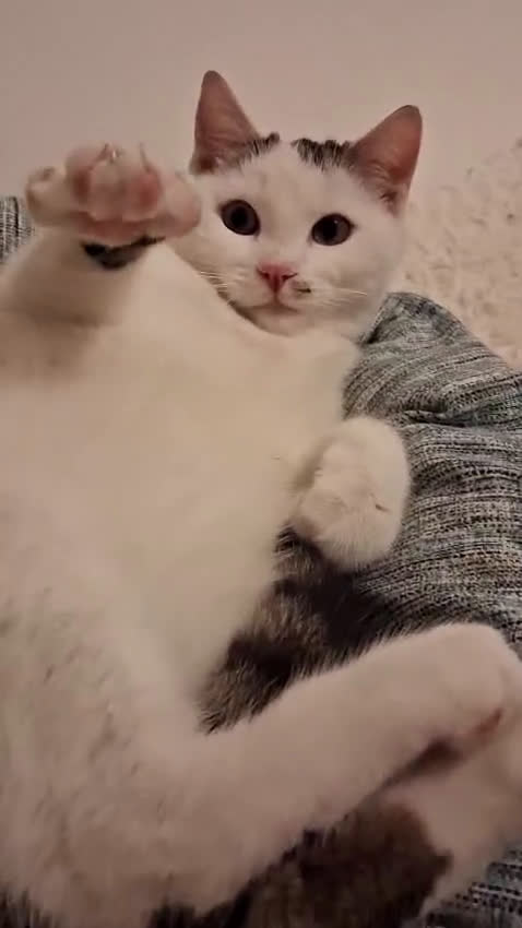 Europeo gatti in regalo: GATTINO SUPERCOCCOLO FIOCCO - Video 1