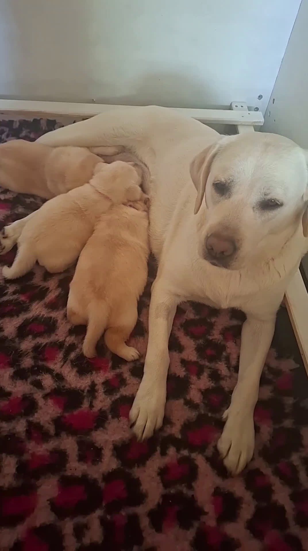 Labrador cani in vendita: Disponibile ultimo cucciolo di labrador - Video 1