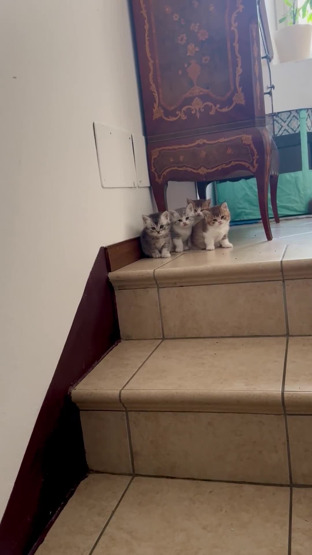 Scottish gatti in vendita: Cuccioli Scottish straight shorthair/highland - Video 1