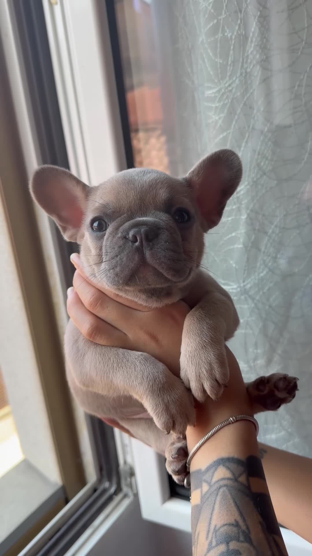 Bulldog Francese cani in vendita: Bulldog Francesi blue maschi  - Video 1