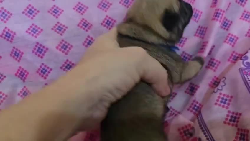 Carlino cani in vendita: Cuccioli carlino con pedigree ENCI  - Video 1