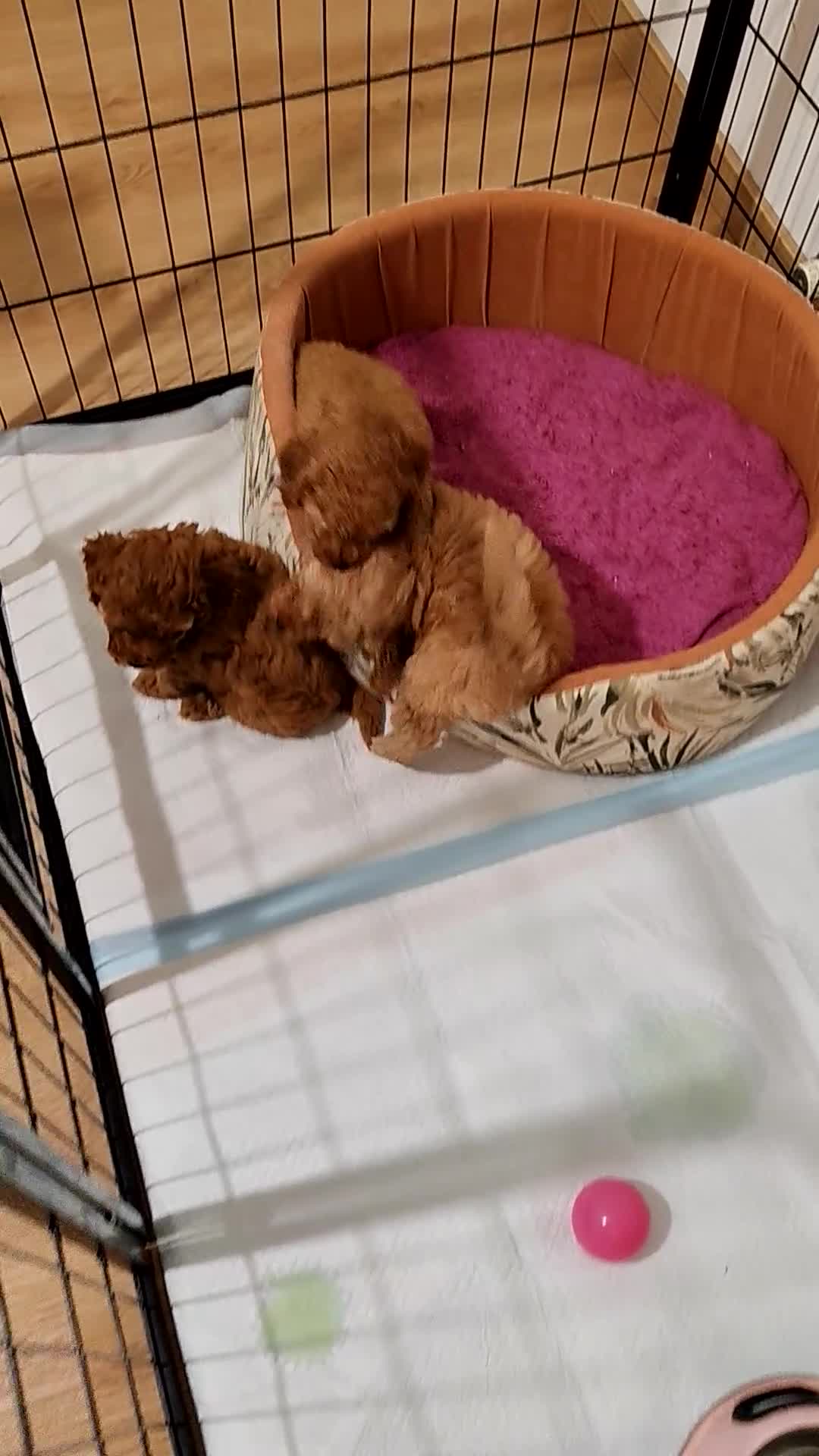 Barboncino cani in vendita: Cuccioli BARBONCINI nani - Video 2