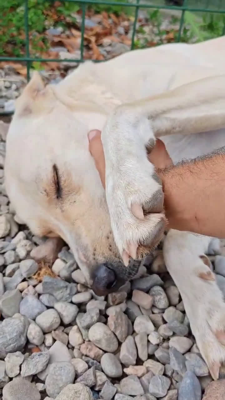 Labrador cani in regalo: Diana ,buonissima,in rifugio da tanto tempo a Provincia di Como - Video 1