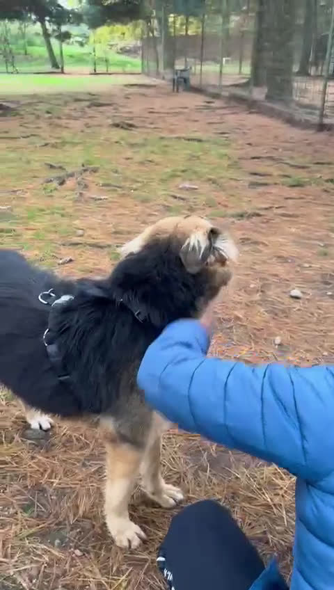 Meticcio cani in regalo: Splendido meticcio Milou a Città metropolitana di Milano - Video 3