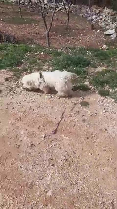 Maltese cani in regalo: Diego, un adorabile maltese - Video 5