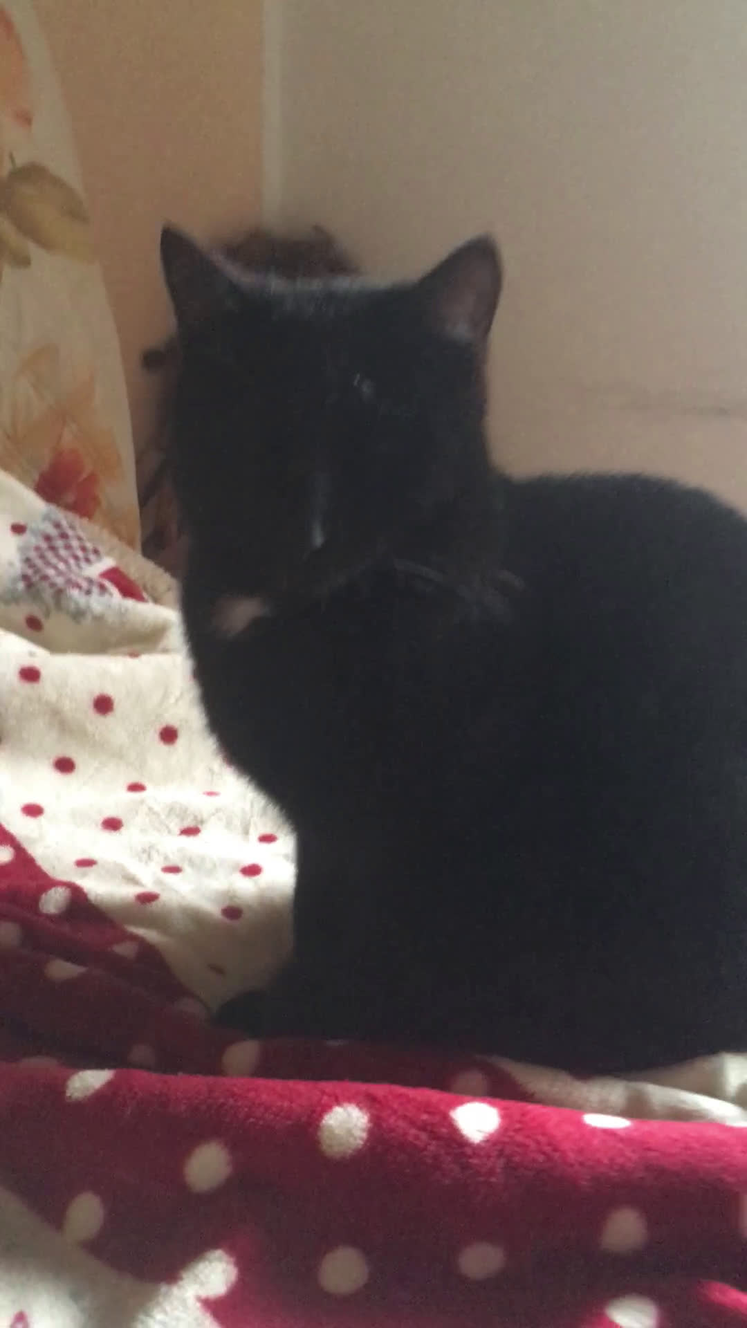 Europeo gatti in regalo: Gattino + mamma sterilizzata  - Video 1