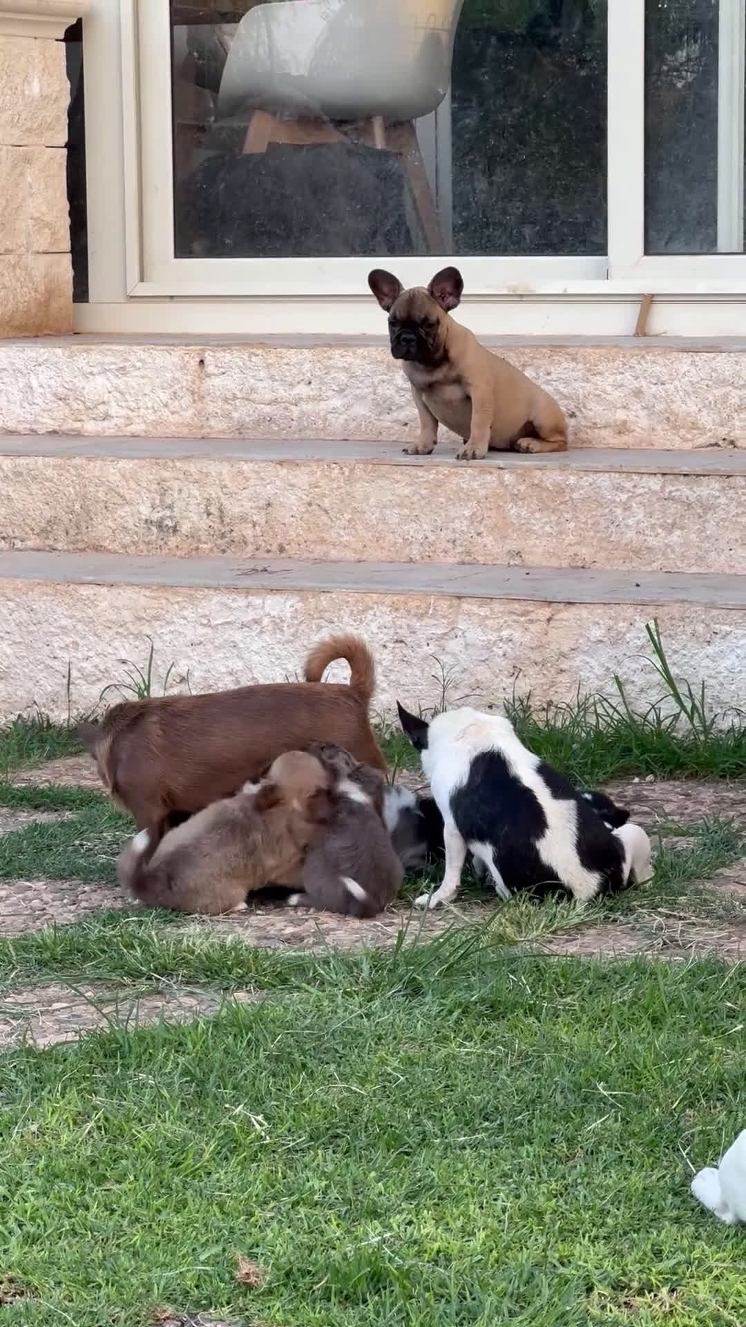 Bulldog Francese cani in vendita: Bulldog francese femmina fulva a Città metropolitana di Milano - Video 1