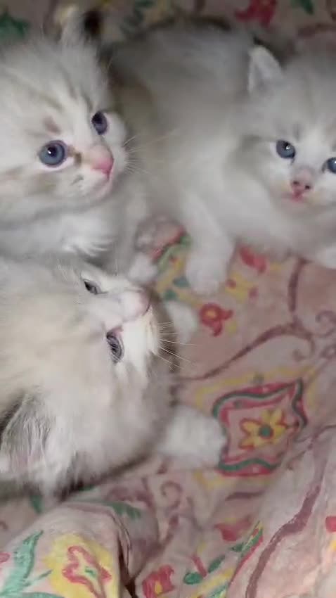 Siberiano gatti in vendita: Cuccioli di Siberiano neva masquerade a Città metropolitana di Roma Capitale - Video 1