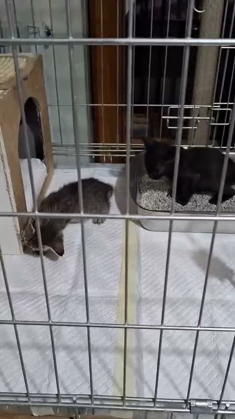 Europeo gatti in regalo: Coppia di gattini fratellini maschio e femmina  - Video 4