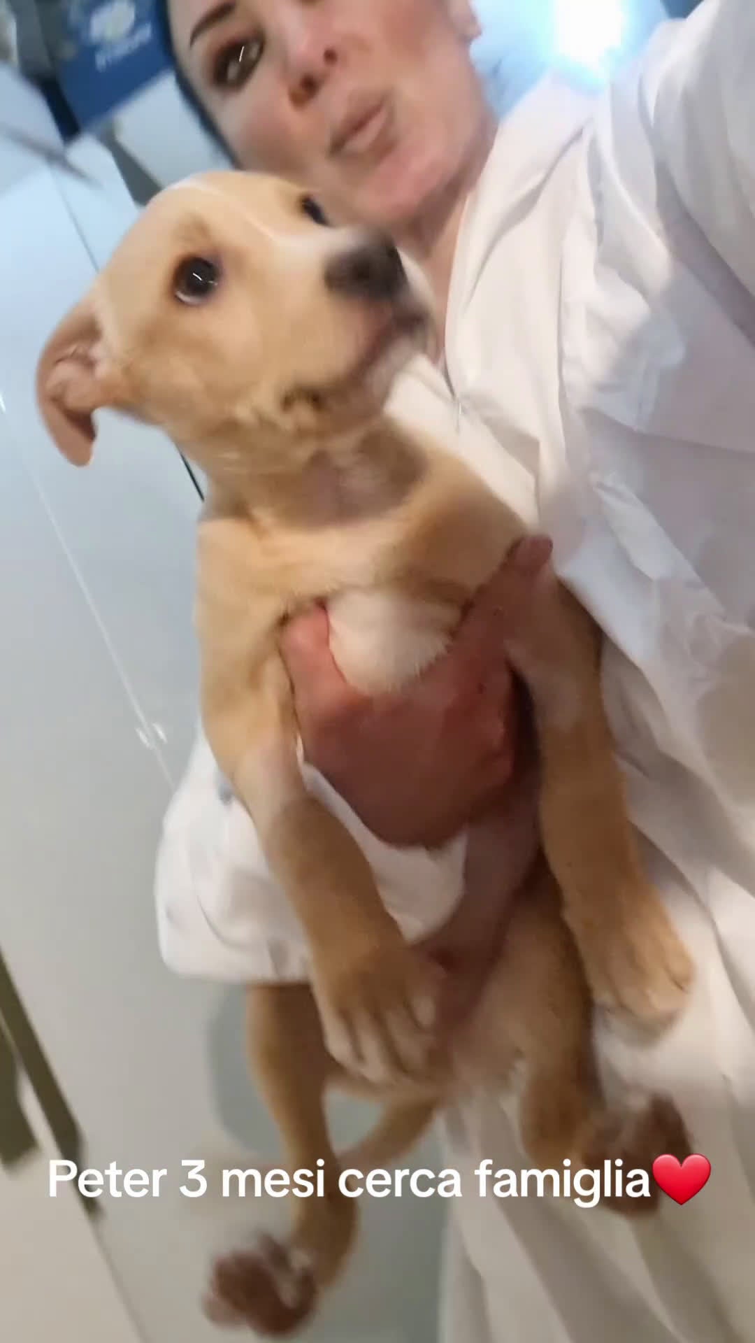 Meticcio cani in regalo: Peter cucciolo adorabile - Video 1