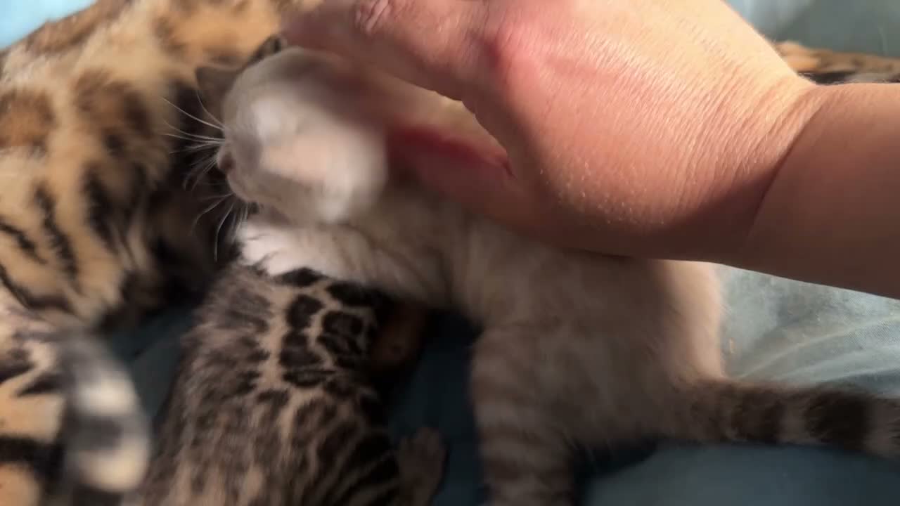 Bengala gatti in vendita: Maschietto brown di Bengal con Pedigree  - Video 1