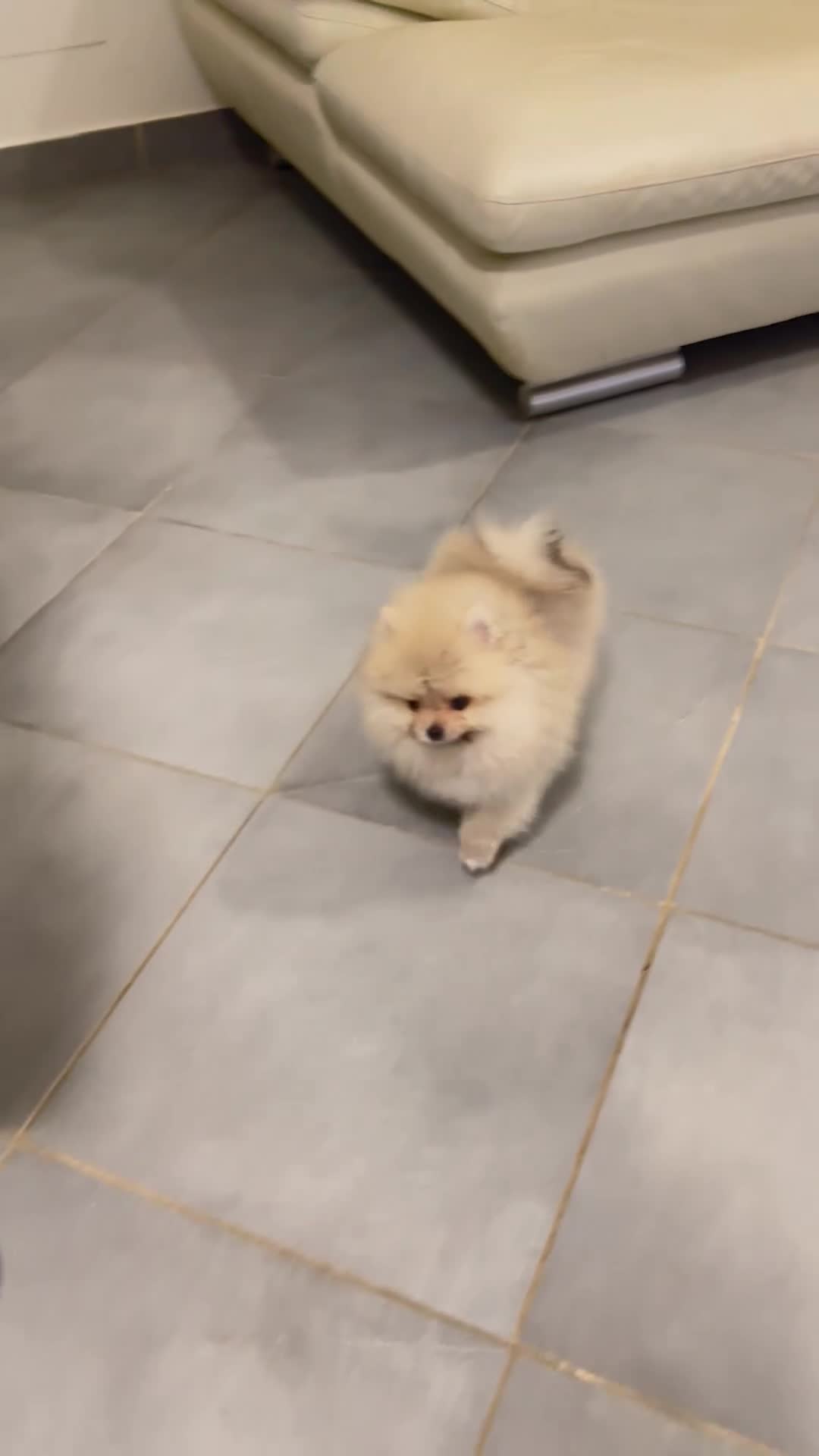 Spitz cani in vendita: Pomerania Spitz Toy nano  - Video 1