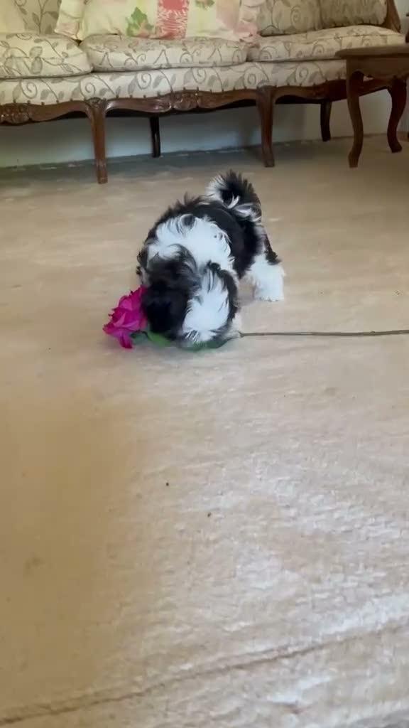 Shih Tzu cani in vendita: Cuccioli Shih Tzu pronti a settembre! - Video 1