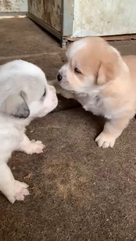 Pastore Asia Centrale cani in vendita: PASTORI ASIA CENTRALE - Video 3