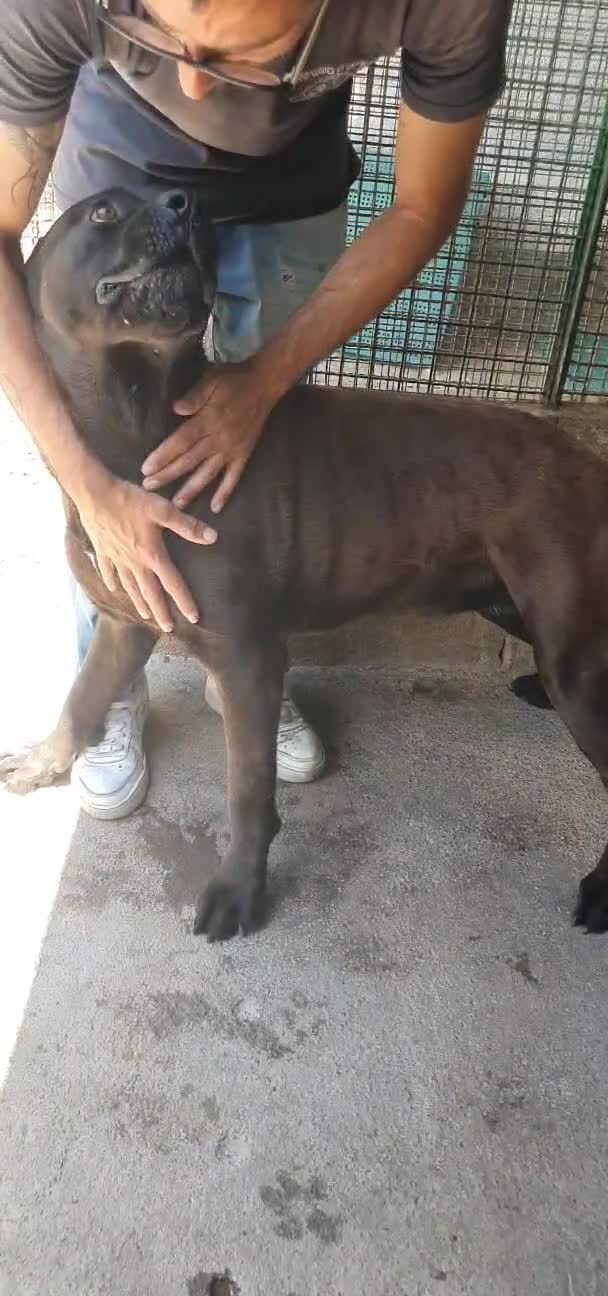 Labrador cani in regalo: Calimera, Labrador mix in Canile - Video 1