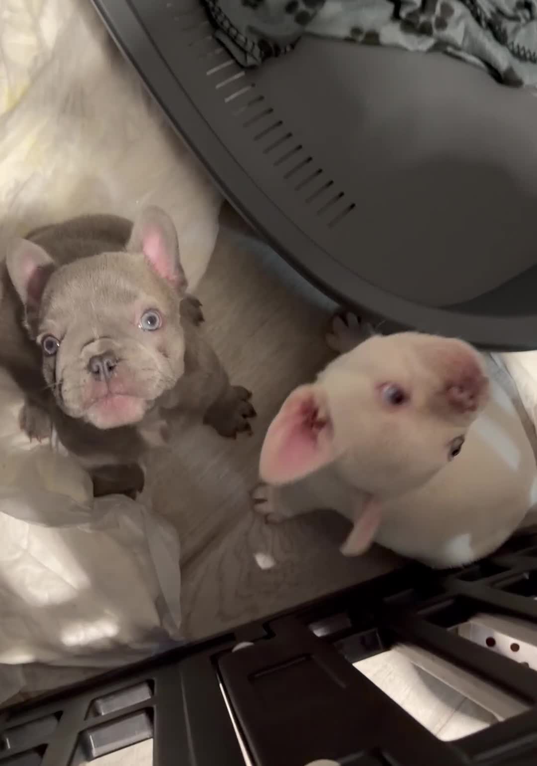 Bulldog Francese cani in vendita: Bulldog esotiche - Video 1