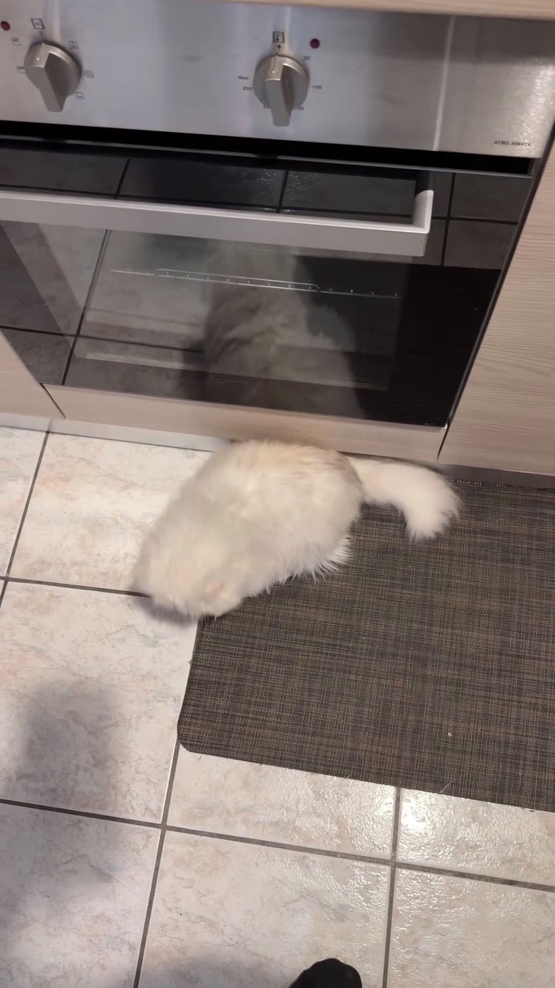 Persiano gatti in vendita: Gatto persiano cincilla - Video 1