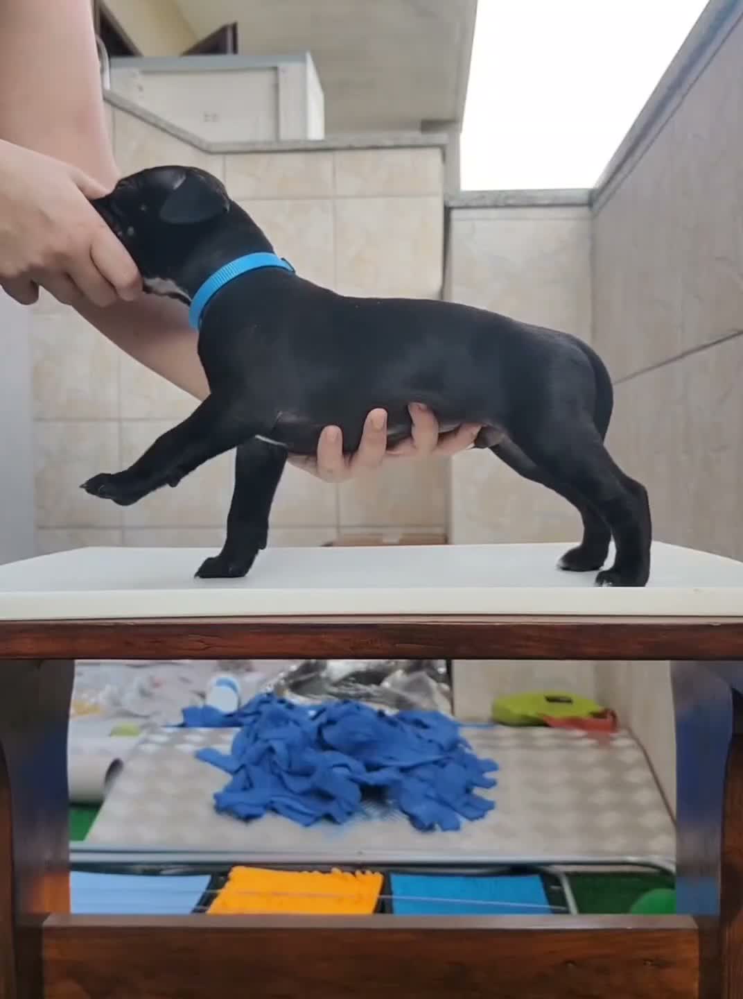 Pitbull cani in vendita: 3 cuccioli MASCHI di Pit Bull in standard ADBA a Provincia di Cremona - Video 1