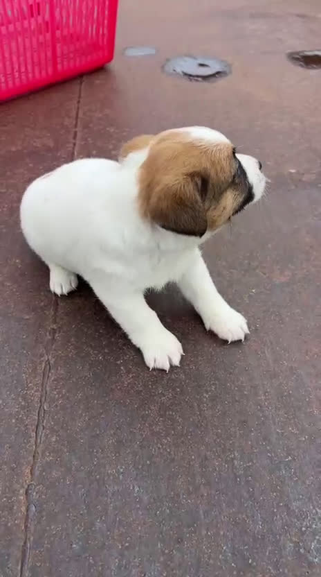 Jack Russell cani in vendita: Cucciola di jack Russell terrier  - Video 1