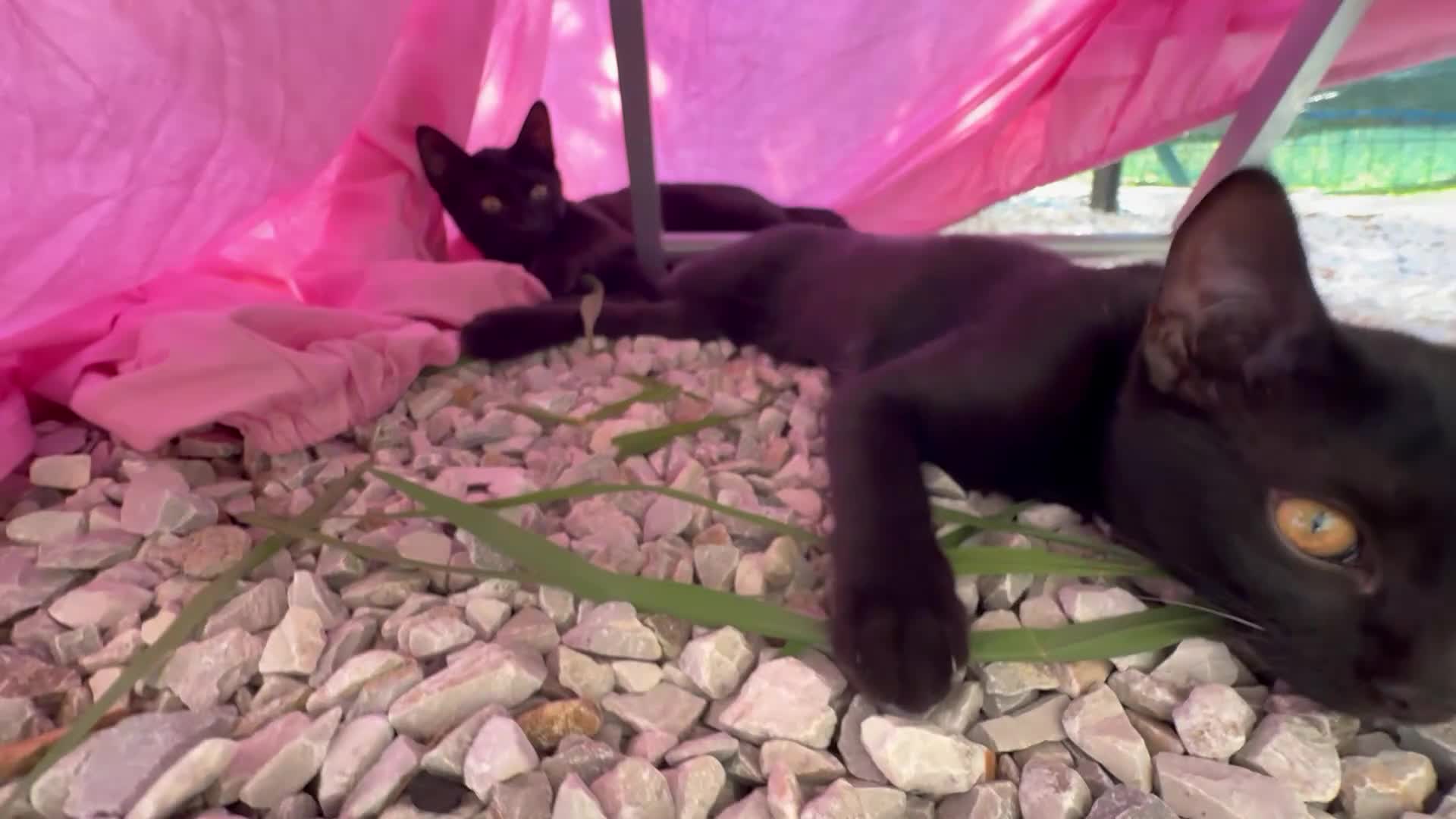 Altre razze gatti in regalo: 🩵GATTINO DOLCE IN REGALO🩷☘️ - Video 3