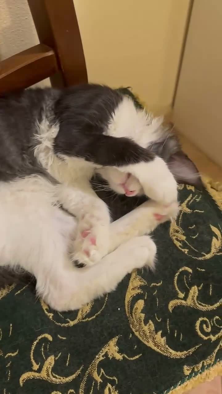 Maine Coon gatti in vendita: Ultima bellissima Maine coon con occhi blu - Video 1