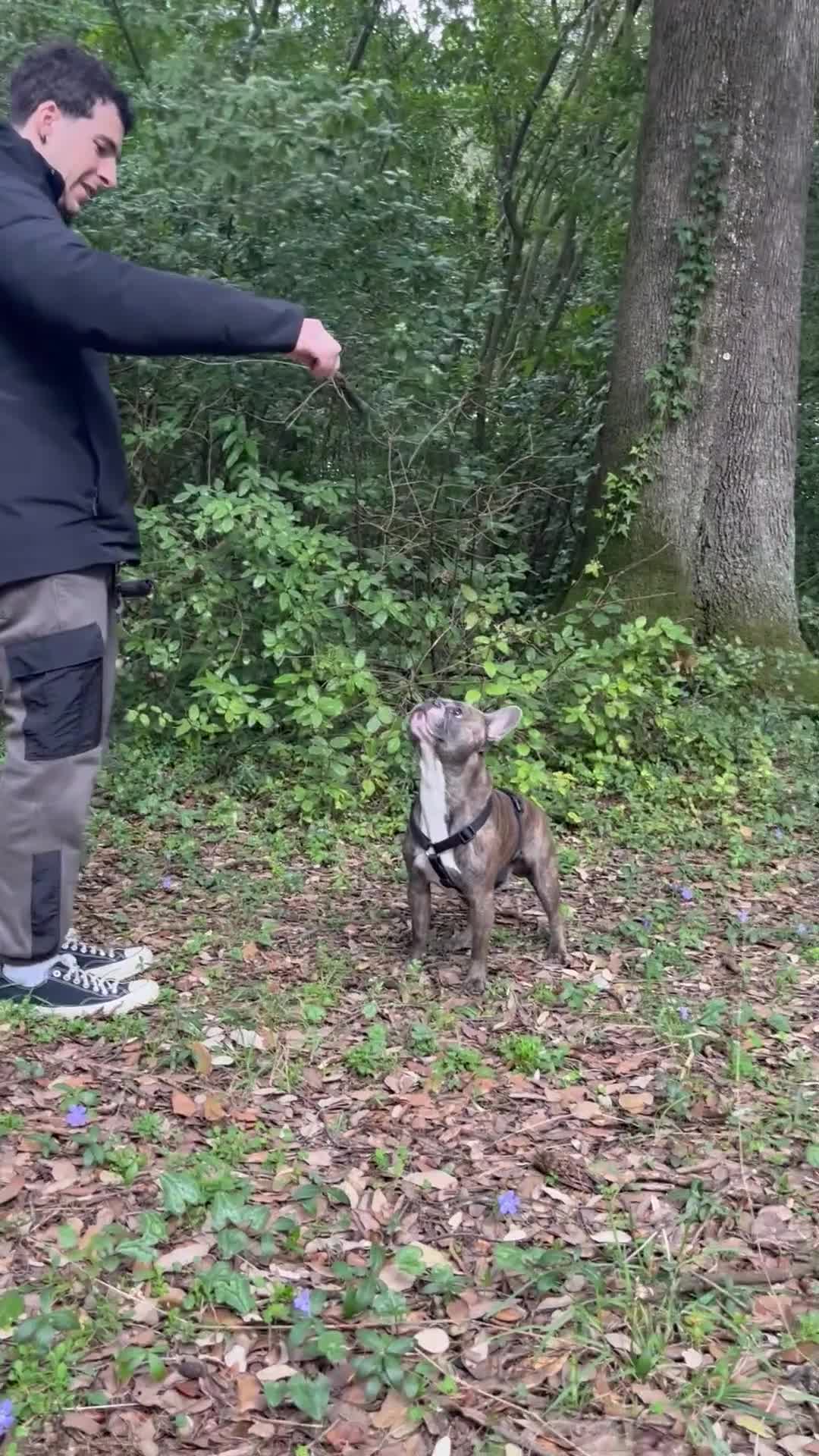 Bulldog Francese cani per accoppiamento: Dalì cerca compagna  a Città metropolitana di Roma Capitale - Video 1