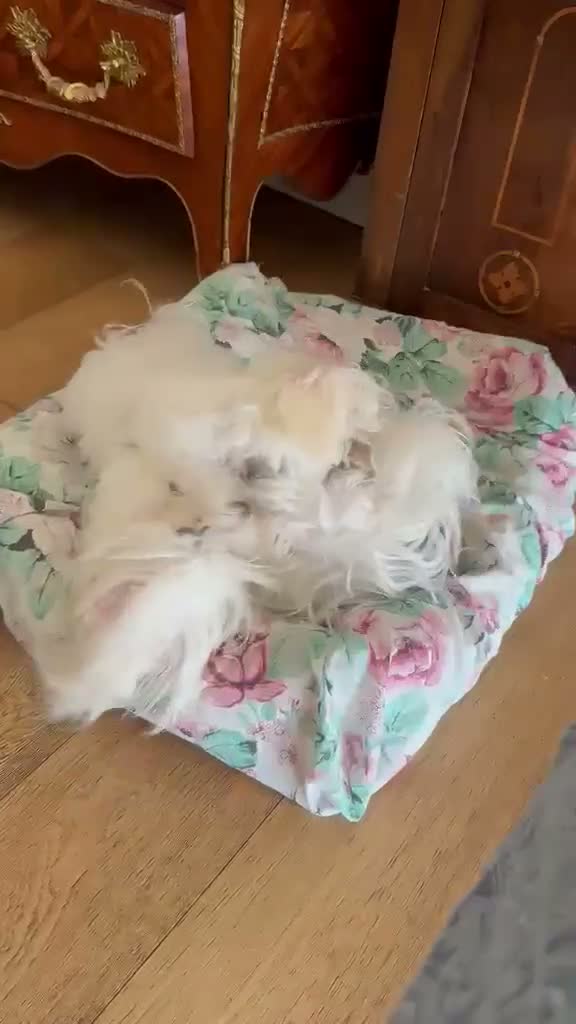 Maltese cani in vendita: Maltese MiniToy - Video 4
