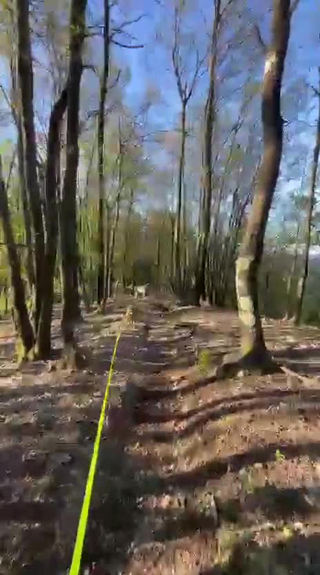 Meticcio cani in regalo: Lola: socievole, equilibrata, affettuosa  - Video 1
