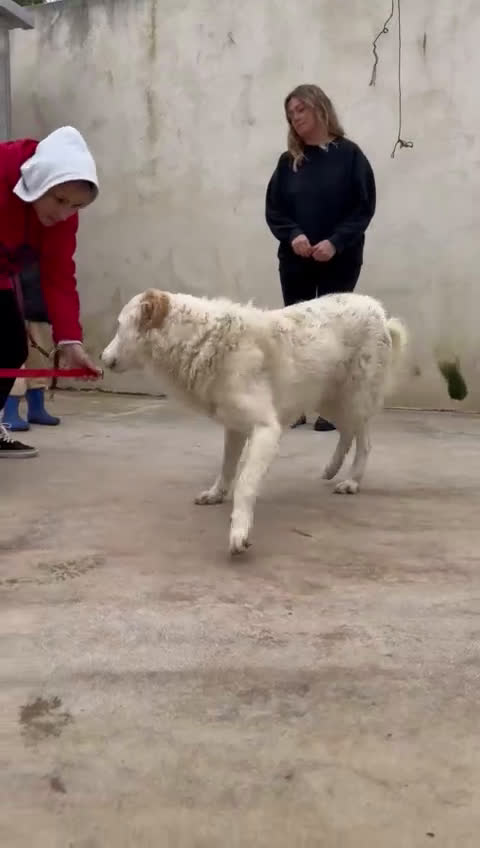 Meticcio cani in regalo: Ugo: cucciolone buonissimo con tutti  - Video 5