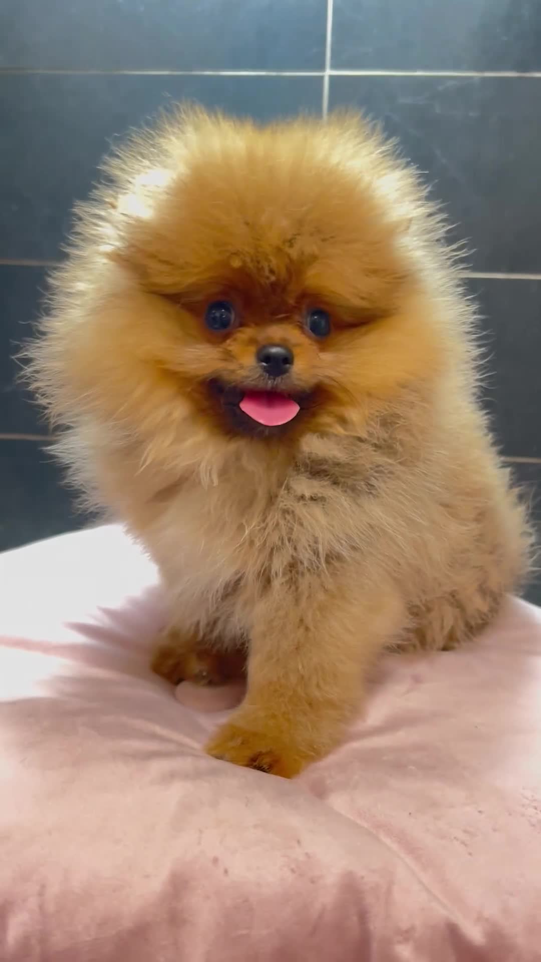Spitz cani in vendita: Spitz Pomerania nano  - Video 1